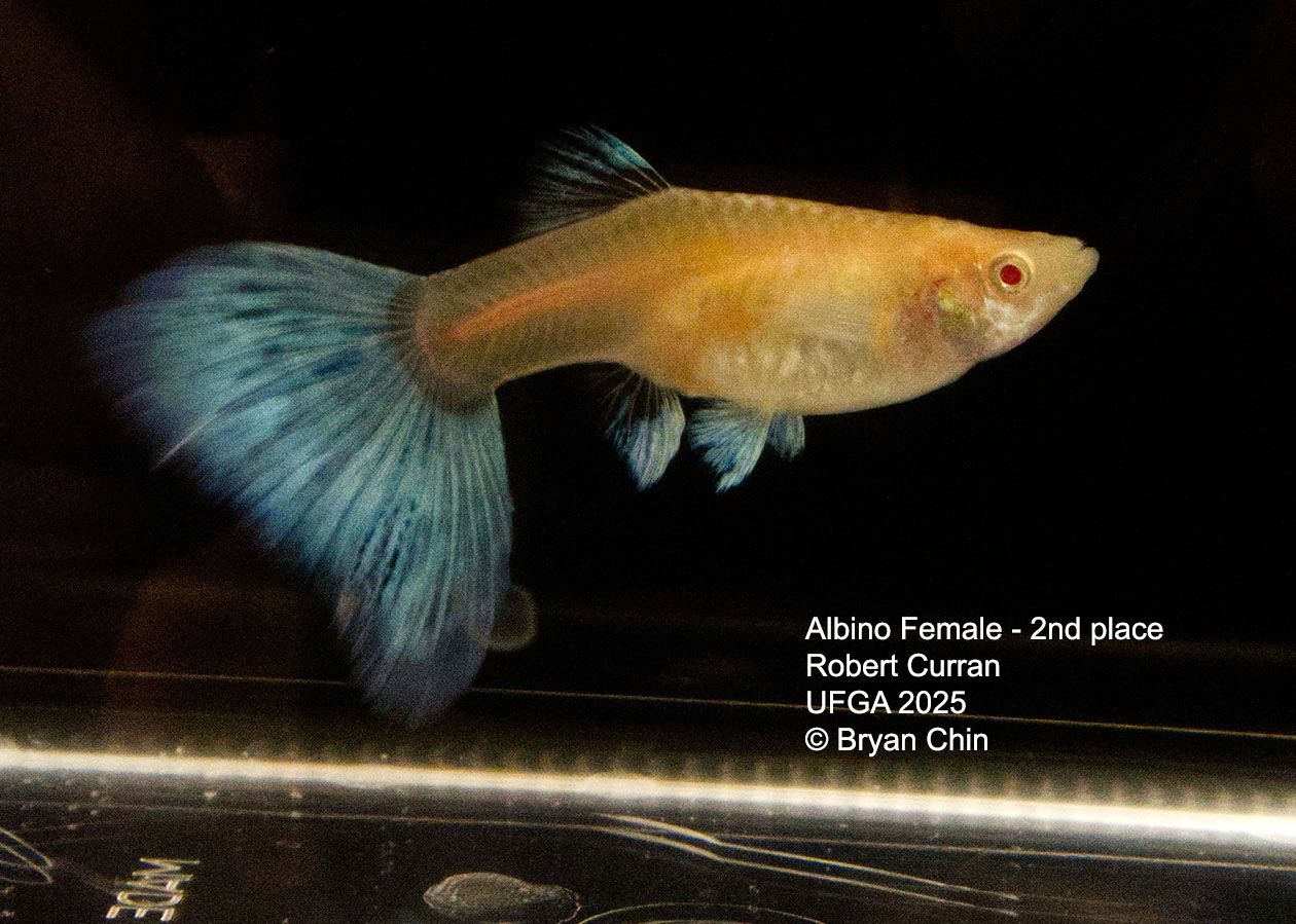 Guppy Female  Albino Green Pastel